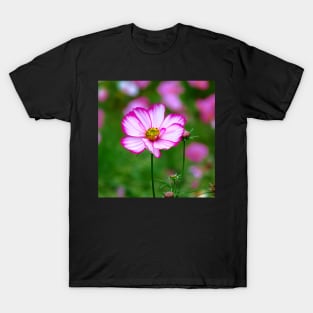 pink cosmosflowers on a flower meadow, bloom, floral T-Shirt